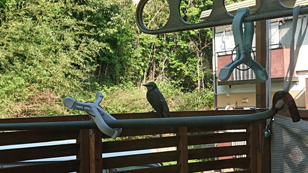 手作りテラスに飛んできた野鳥の画像