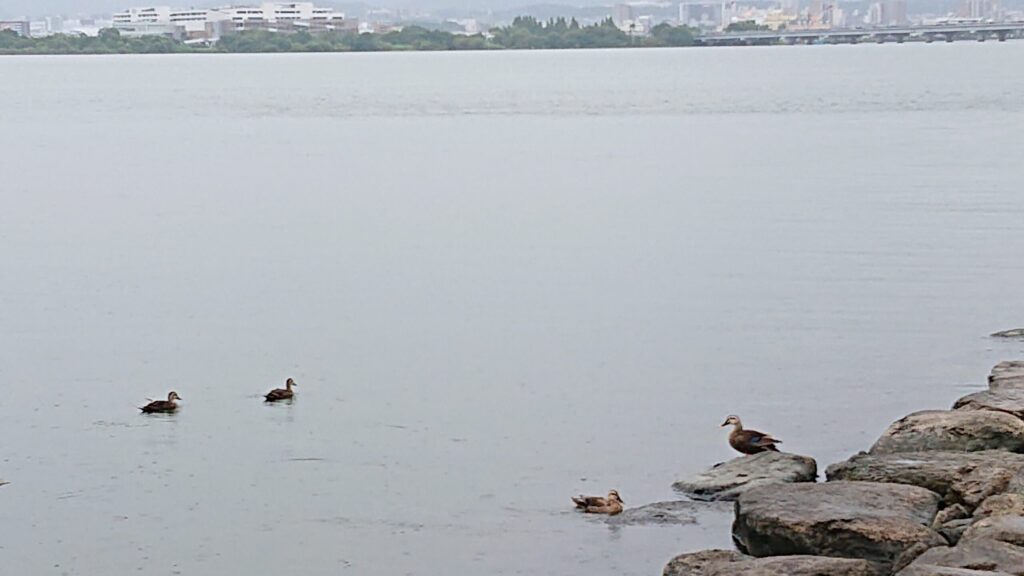LAGO大津庭園からのぞむ琵琶湖で優雅に泳ぐ親子鳥