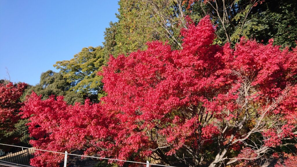 リフト脇の紅葉