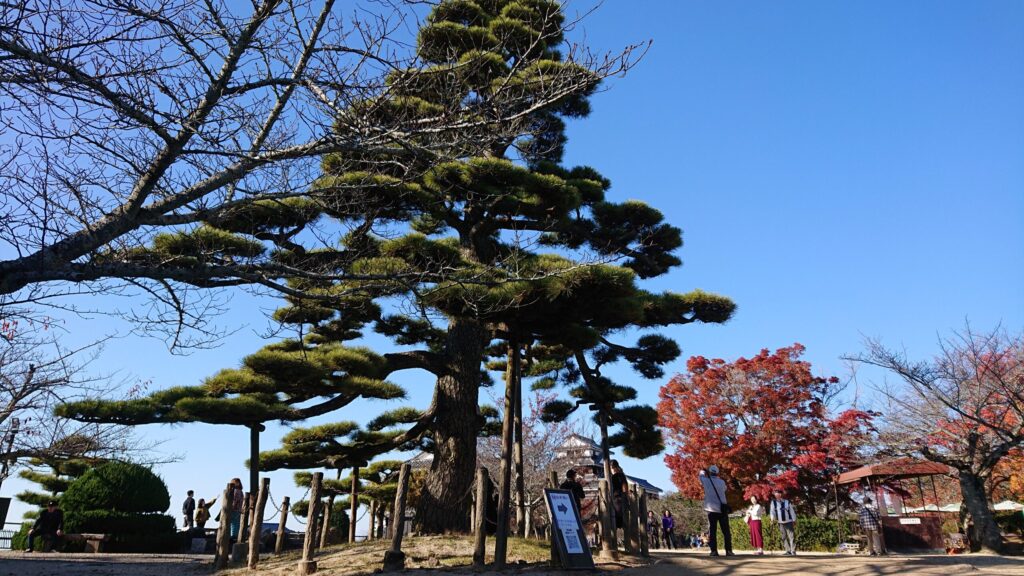 本丸広場のそびえる松の木
