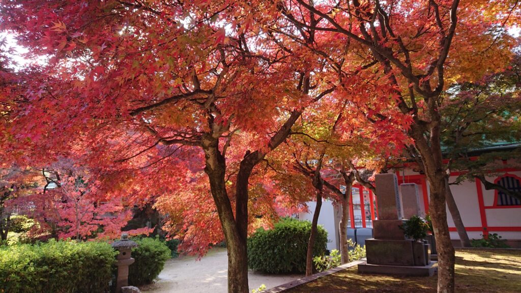 多宝塔周辺の紅葉